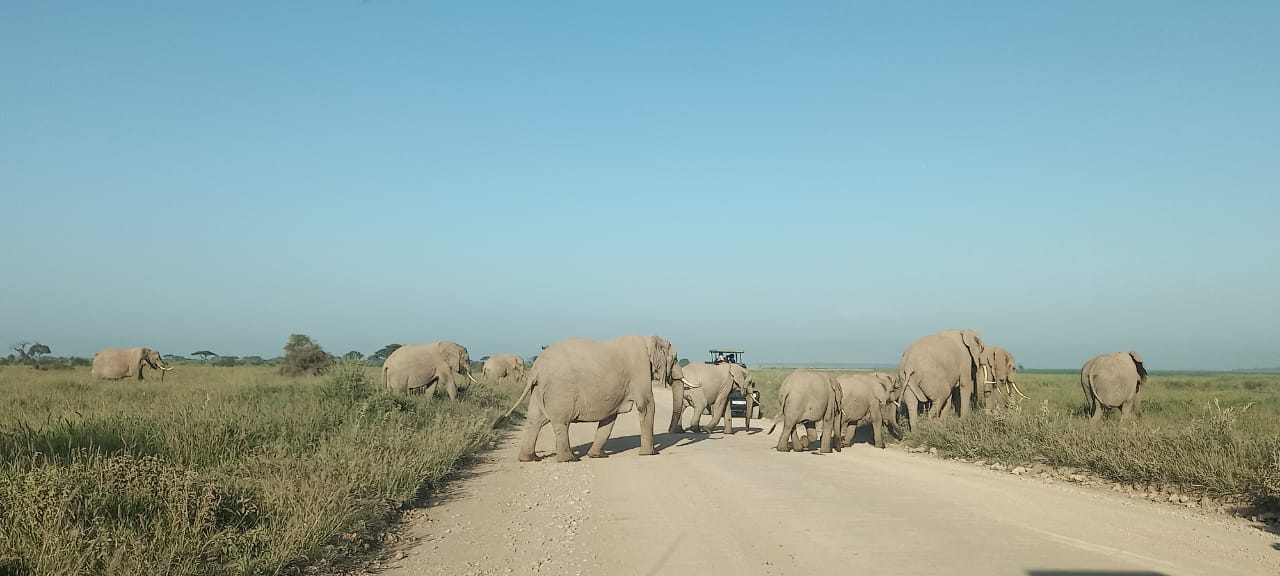 4 Days safari -Tsavo East, Tsavo West and Amboseli