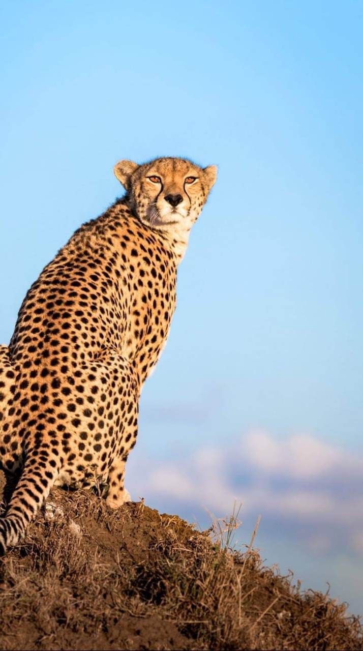 Tsavo Amboseli Adventures and Safaris
